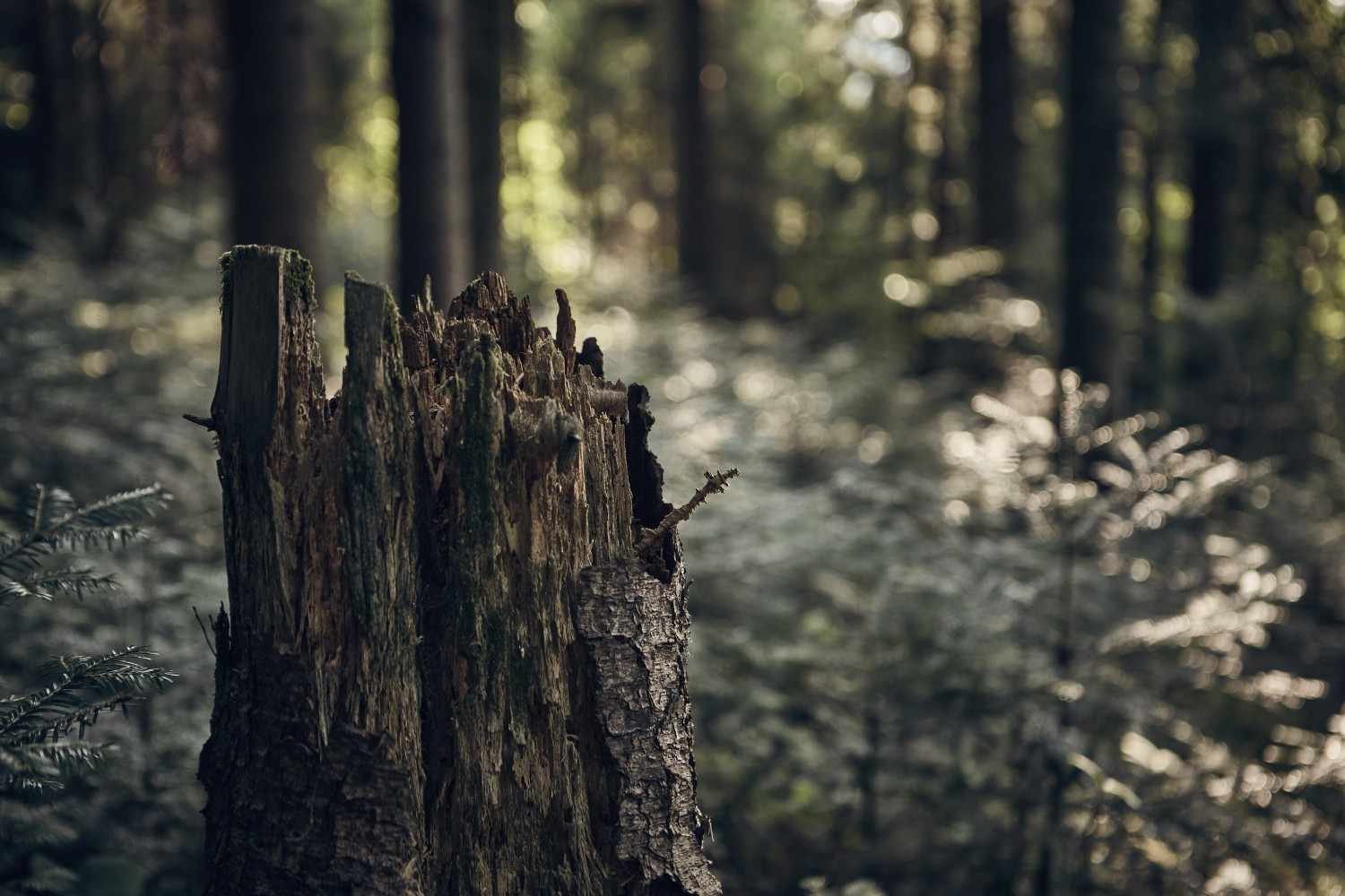 ISO 14001 : Environmental Management System