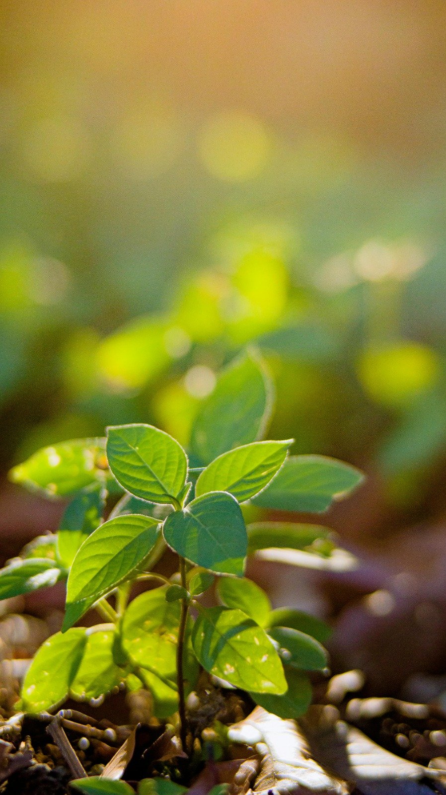 Environmental Consultancy Services