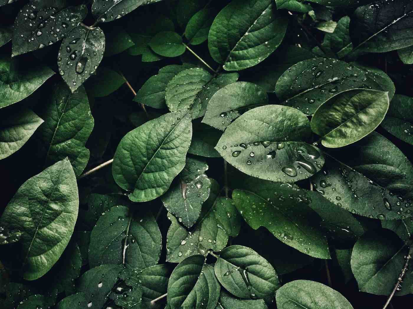 Preliminary Environmental Review