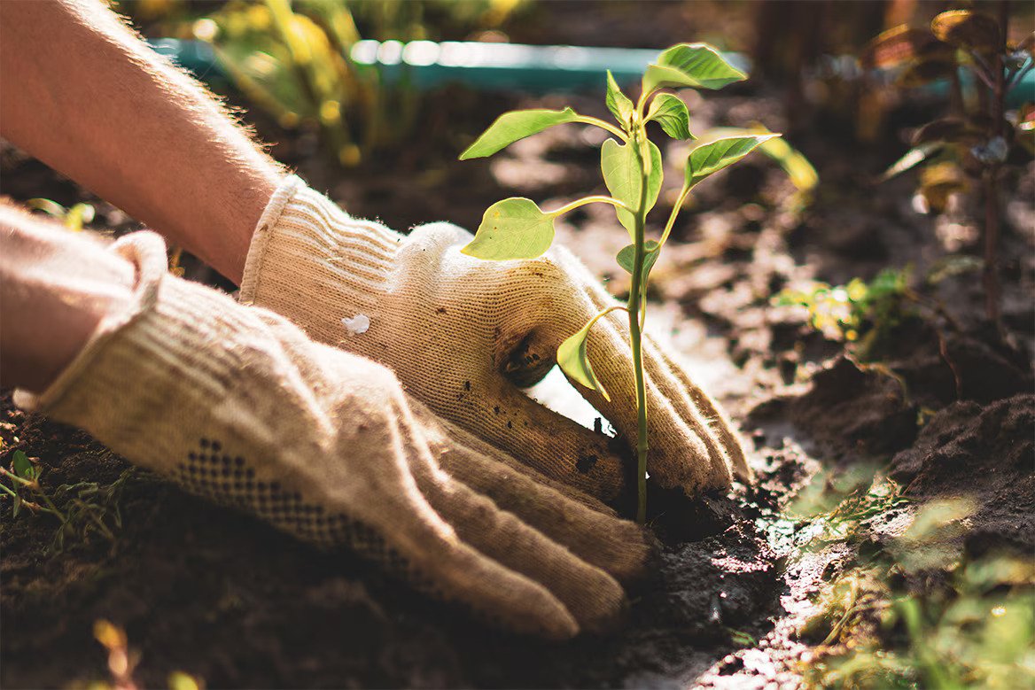 Environmental Action Plan